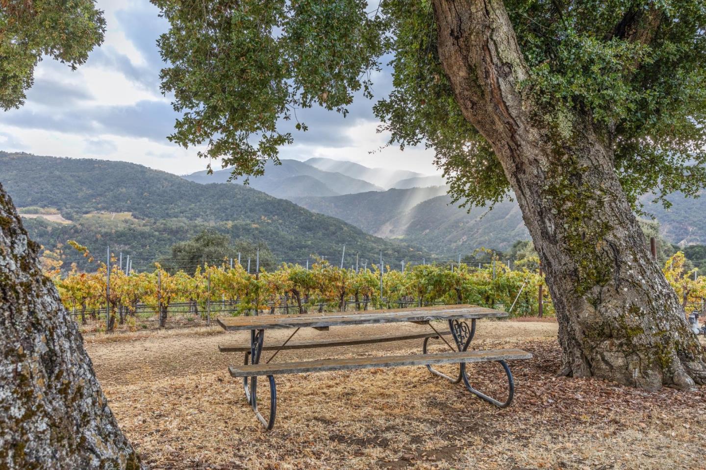 Bernardus Vineyard Carmel Valley