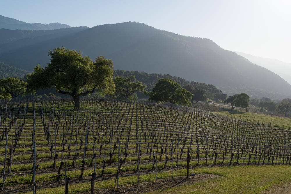 Bernardus Vineyard Carmel Valley