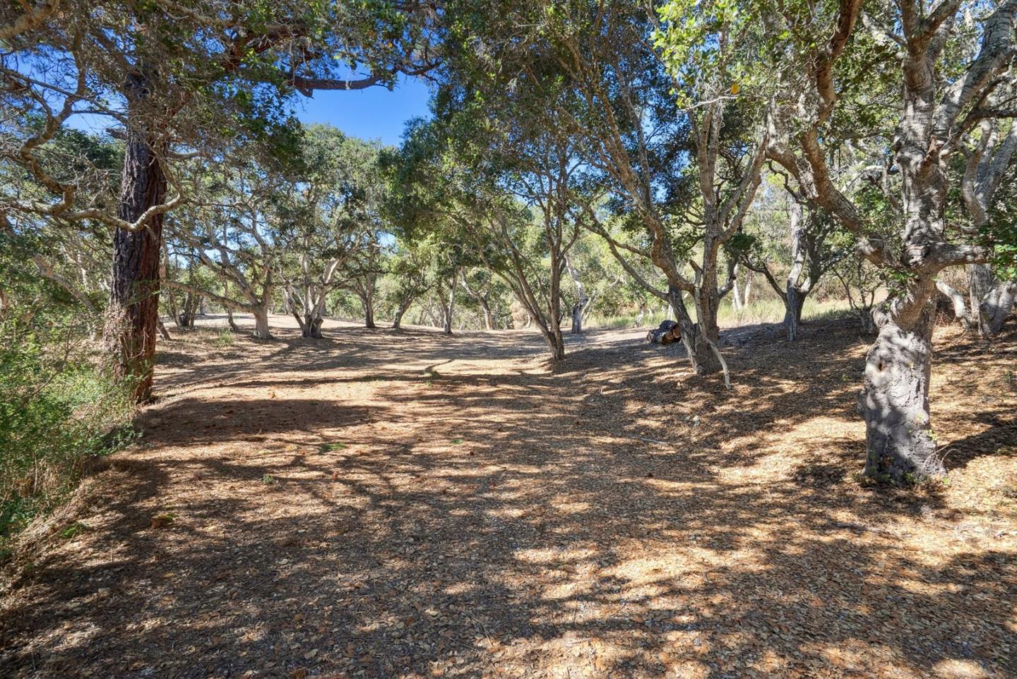 56 Marguerite (Lot 44)