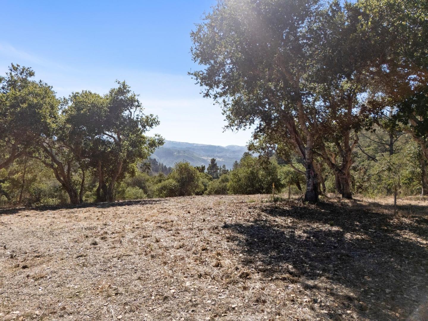 56 Marguerite (Lot 44)