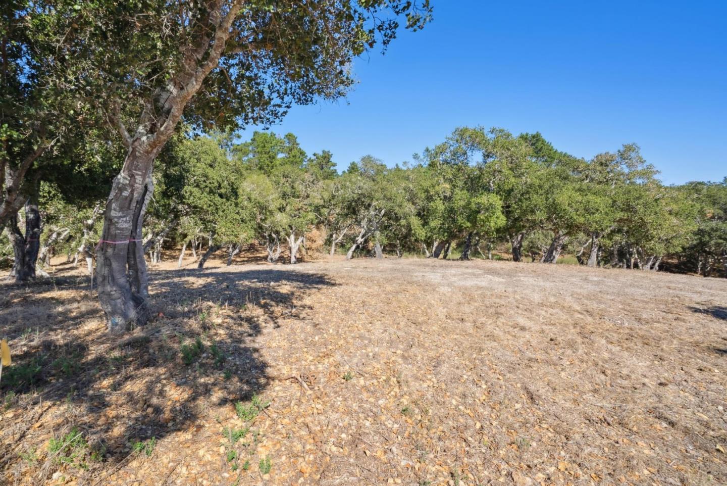 56 Marguerite (Lot 44)