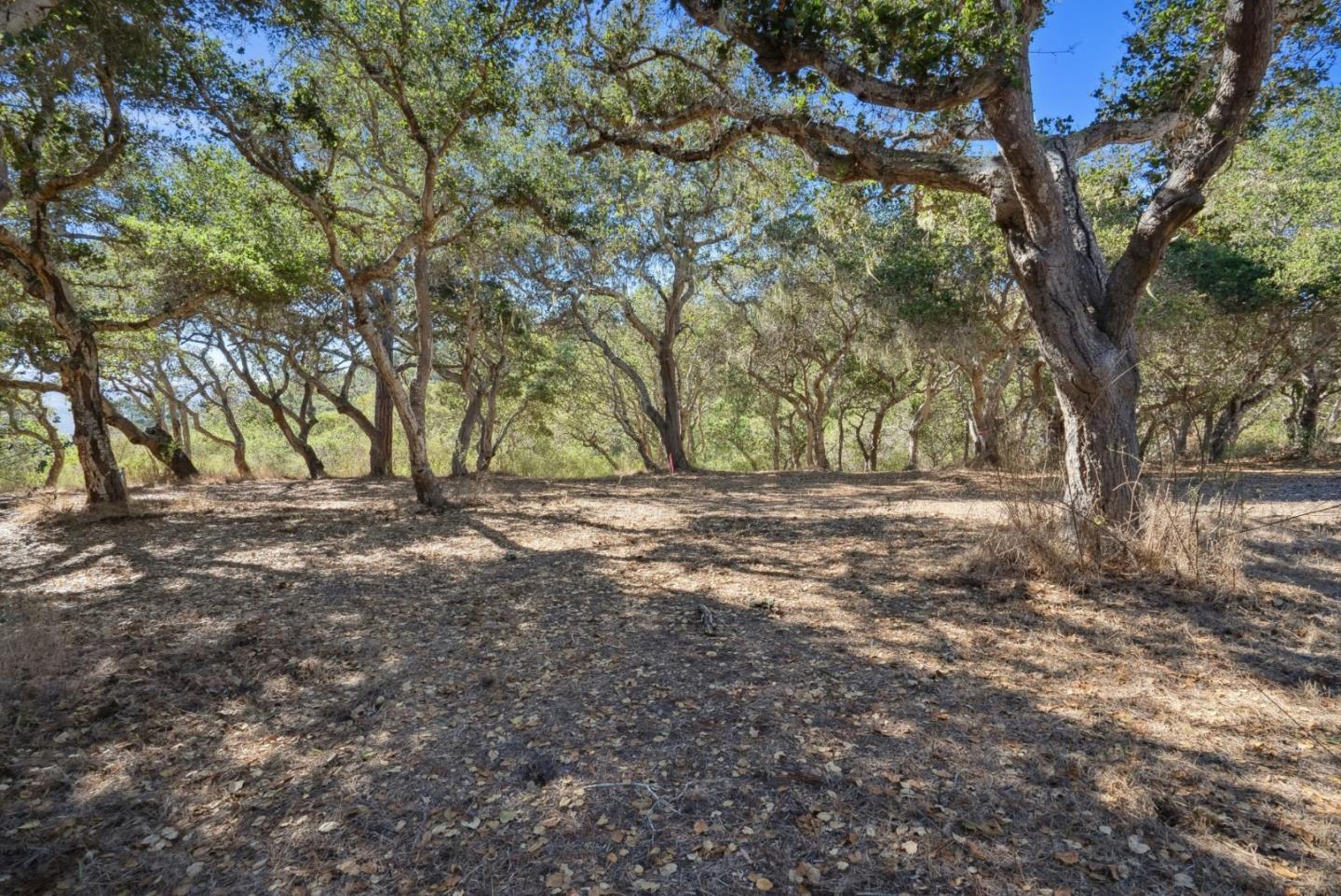 56 Marguerite (Lot 44)