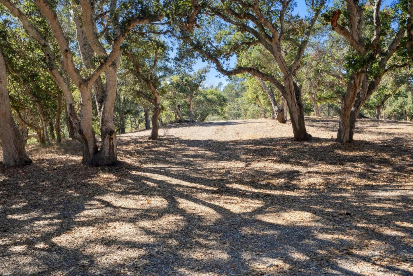 56 Marguerite (Lot 44)