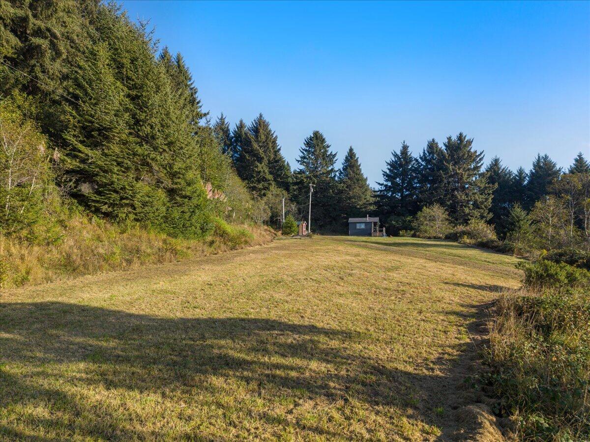 Grassy clearing bordered by evergreens, with a small shed at the far edge.