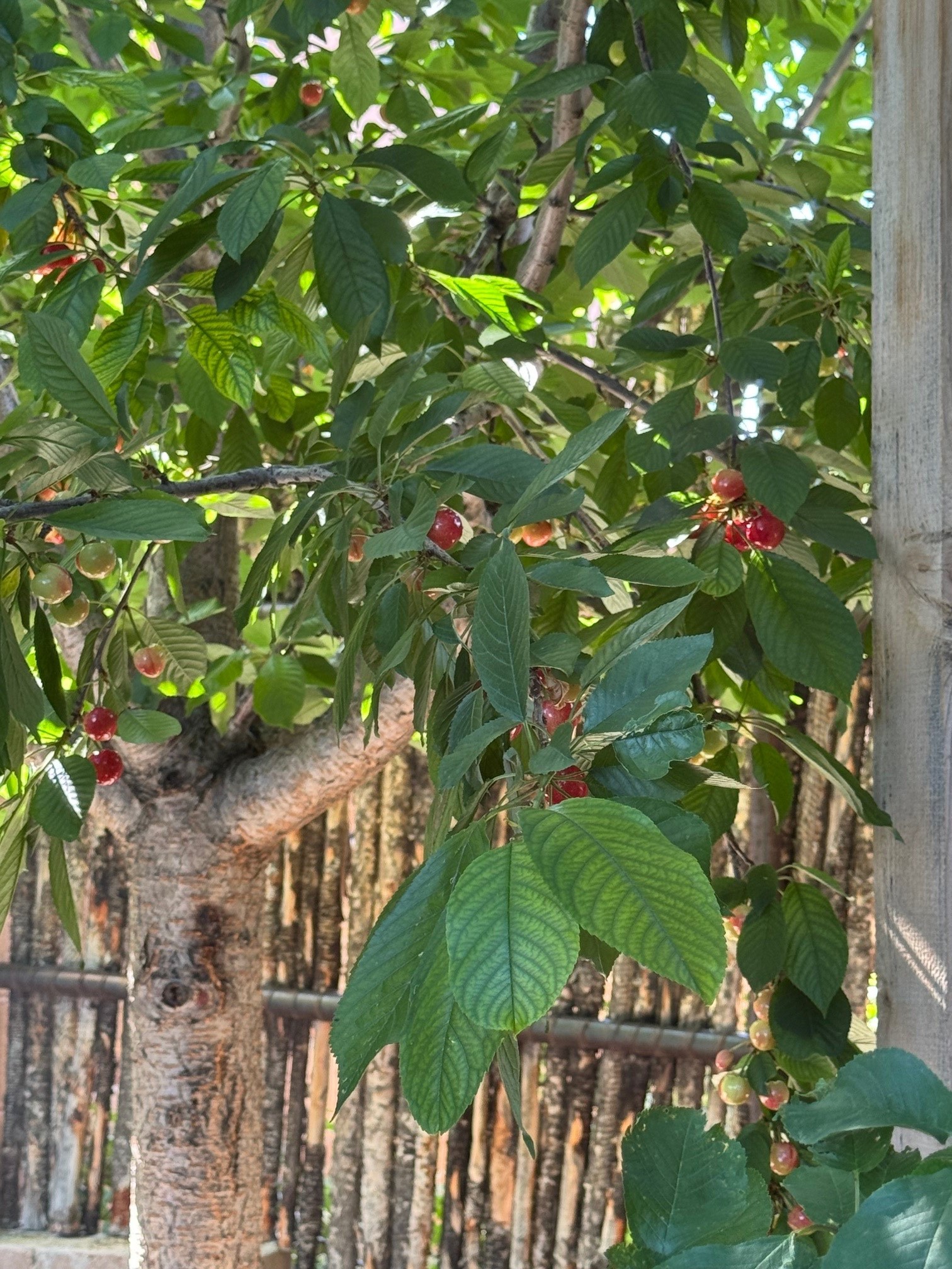 4644 Callejon Lechuza