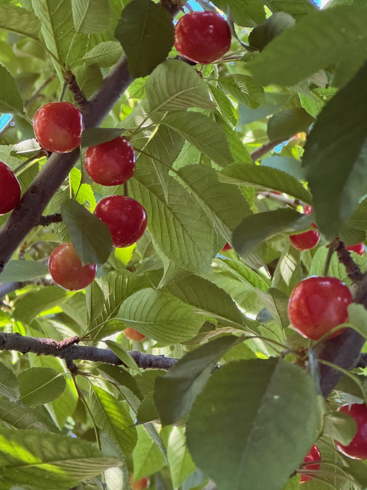 4644 Callejon Lechuza