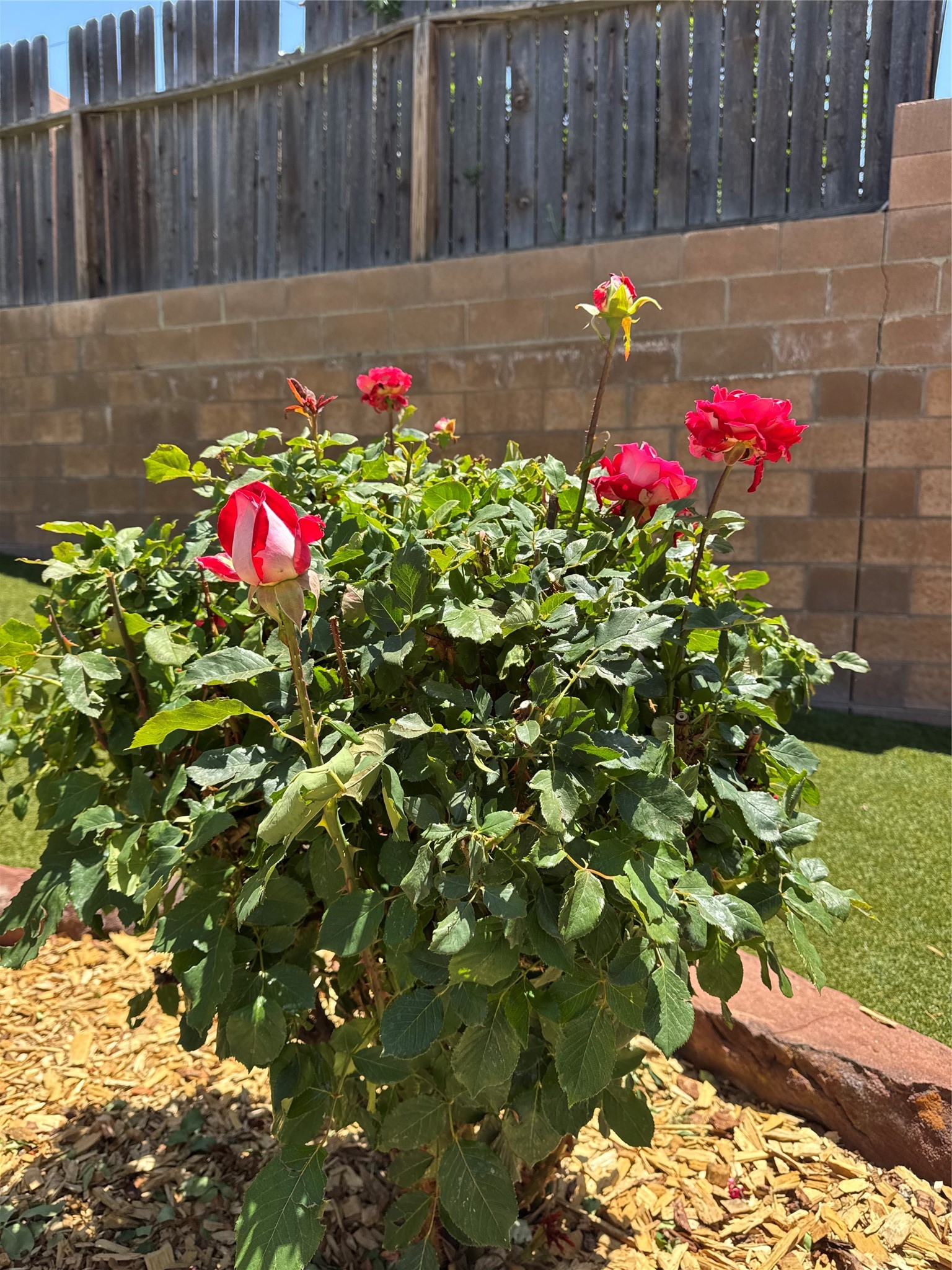 7628 Mesa Del Oro Lane