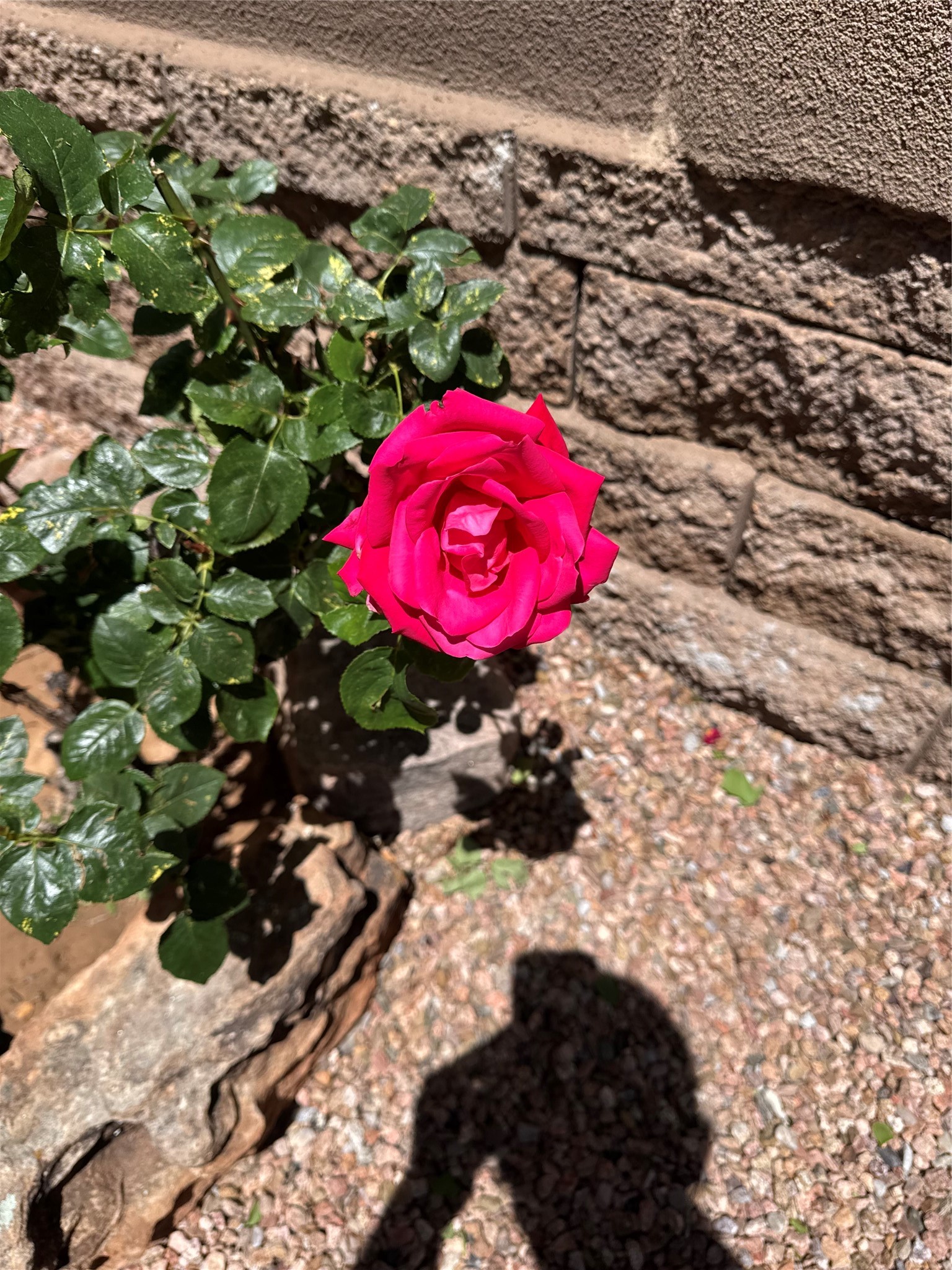 7628 Mesa Del Oro Lane