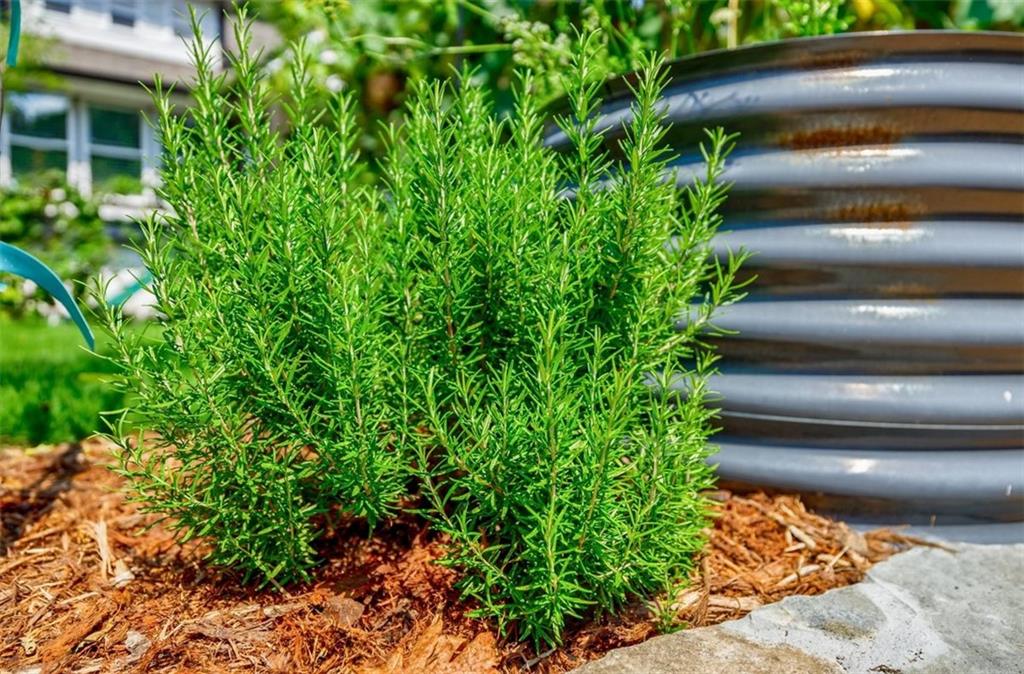 175 Douglas Street SE