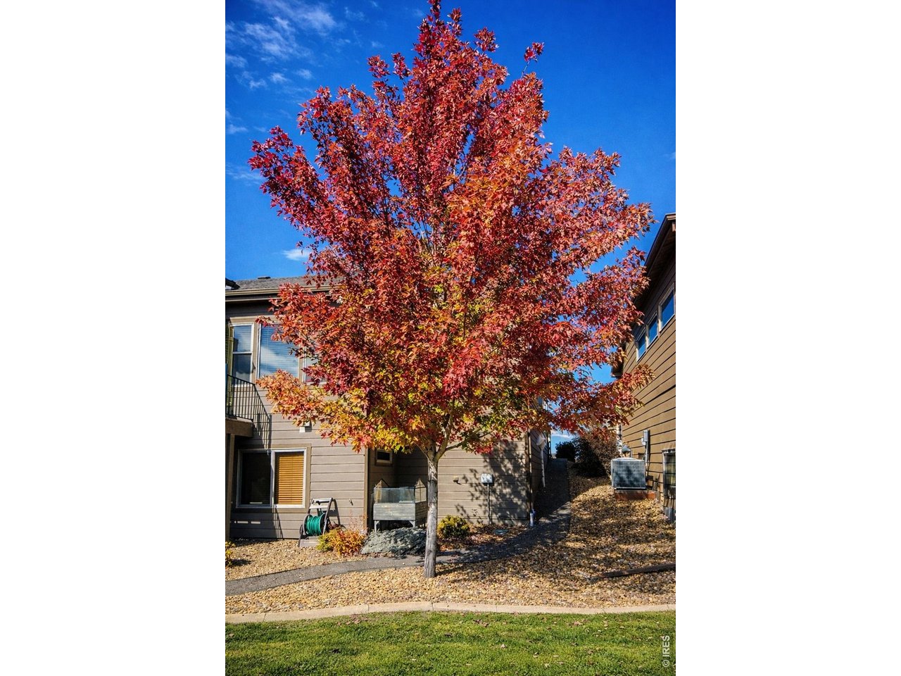 3560 Peruvian Torch Dr