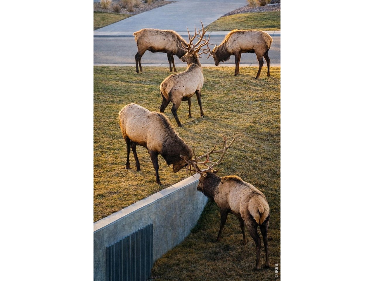 3560 Peruvian Torch Dr