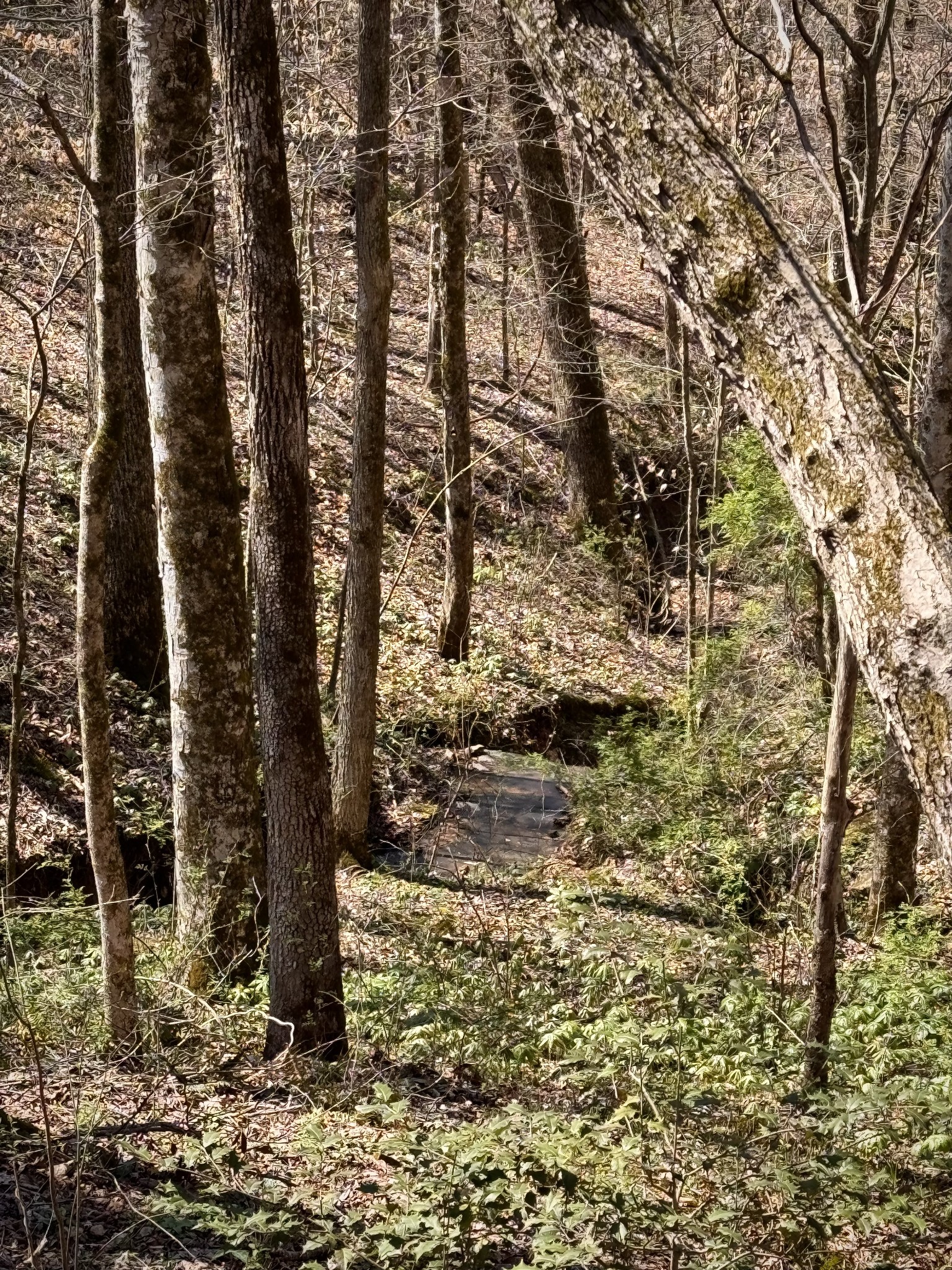 0 Chestnut Grove Cemetery Rd