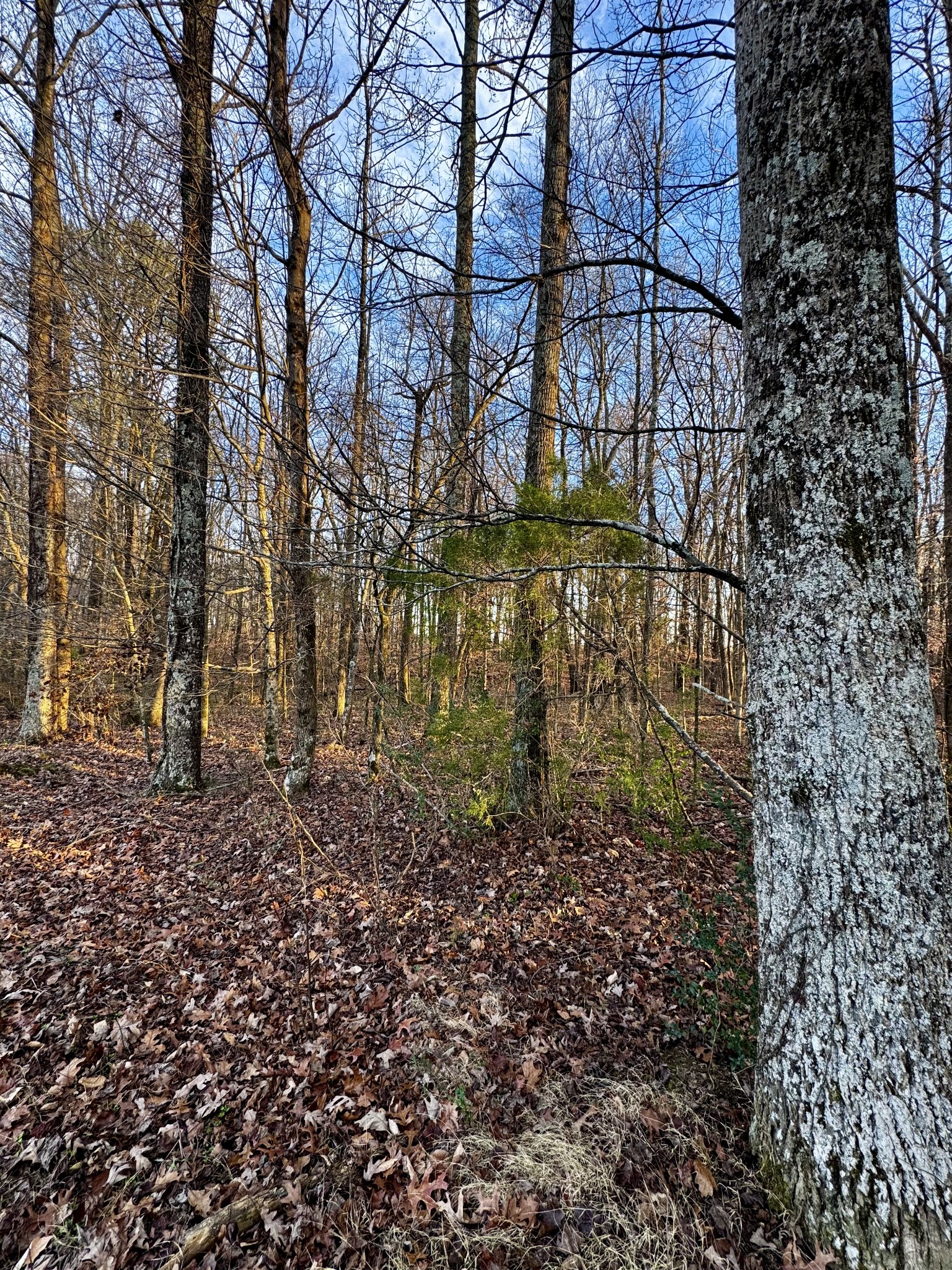 0 Bluff Rd