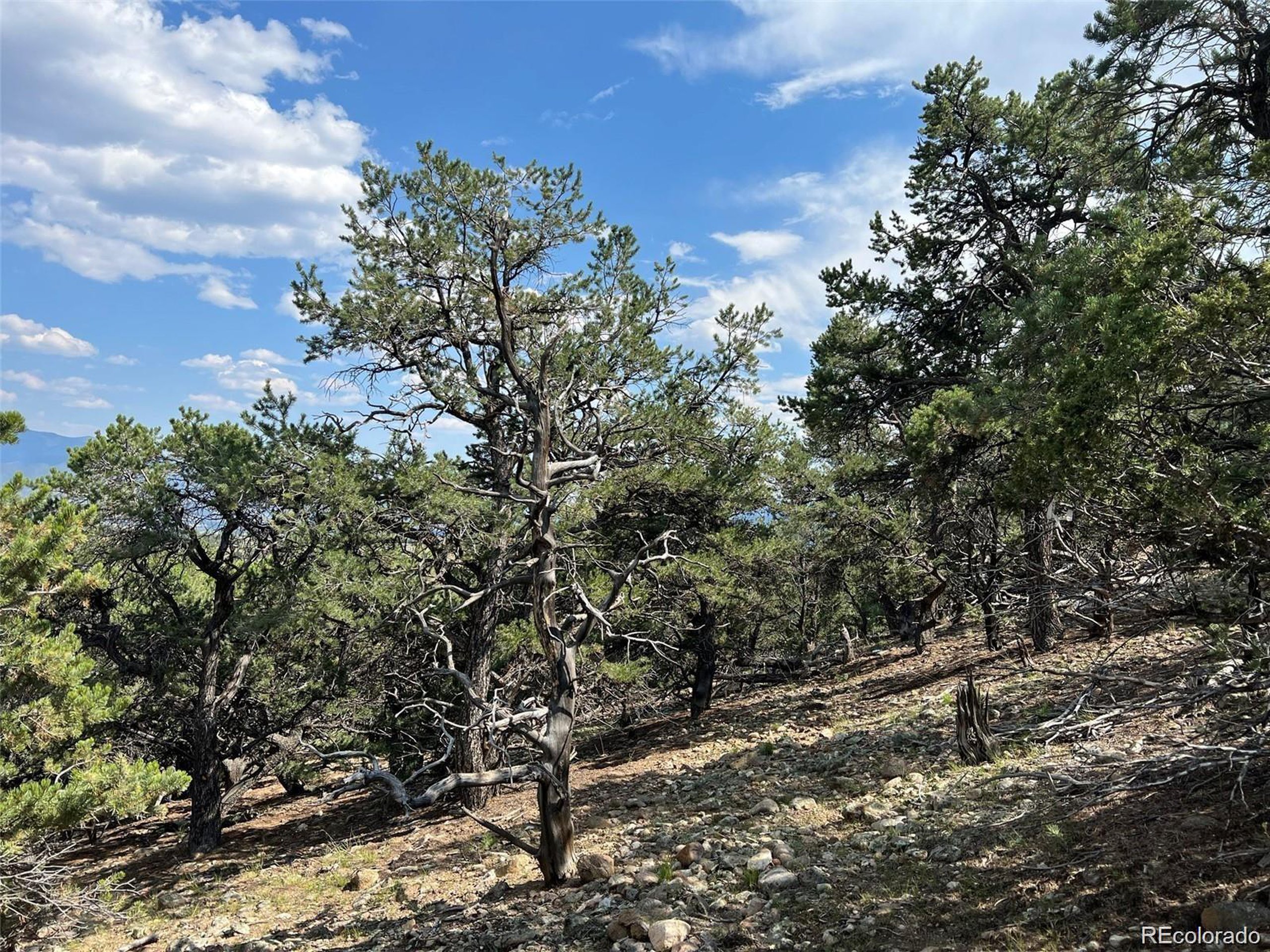 12240 Saddle Ridge Ln