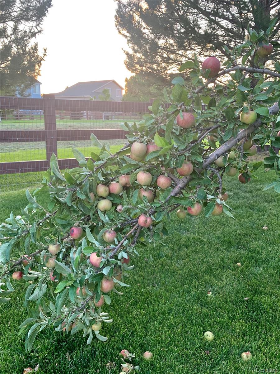 13149 Jasmine Street