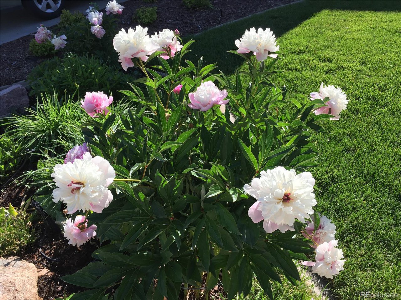 1494 Clover Creek Dr