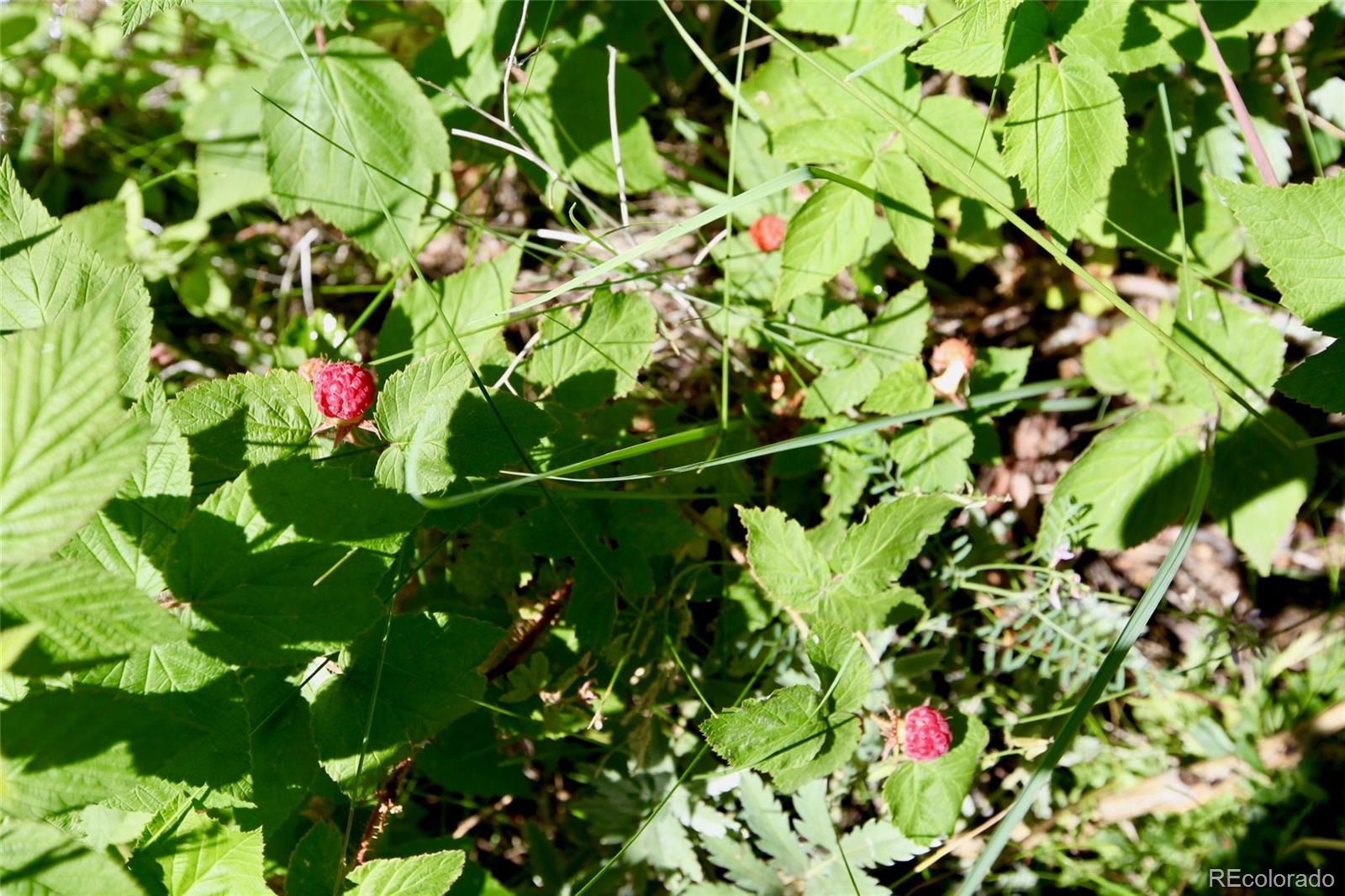16508 Rocky Mountain Road