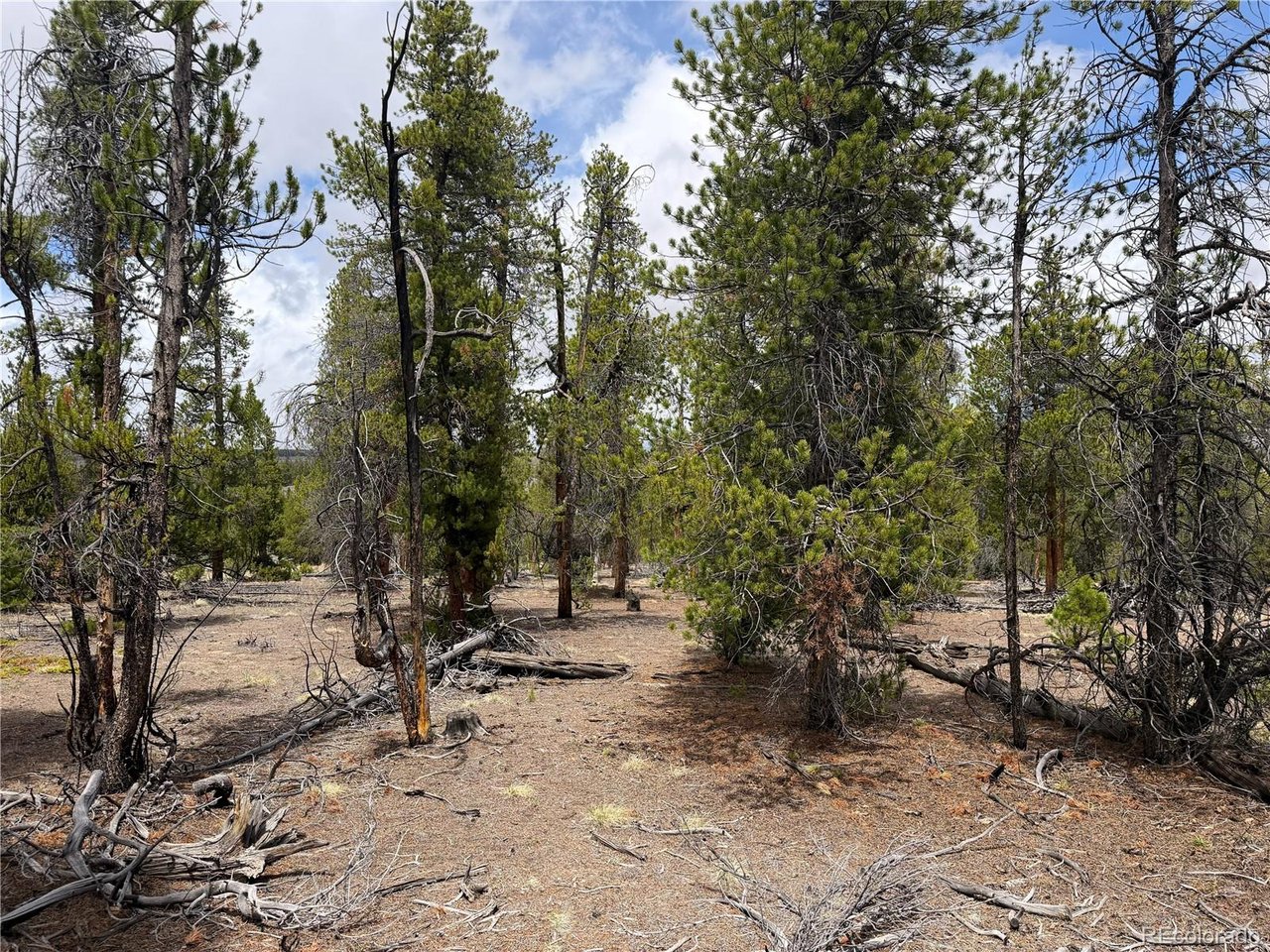 341 Lodgepole Dr