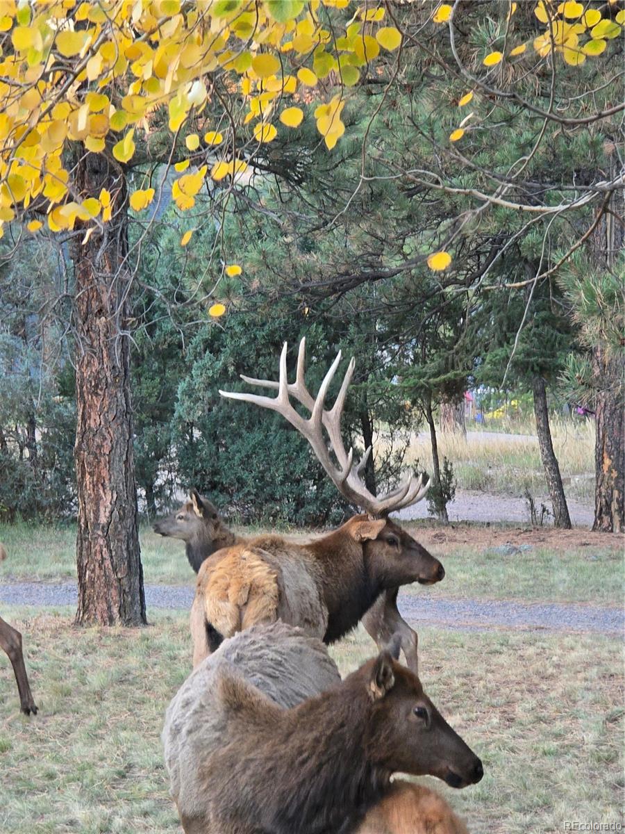 22901 Pinecrest Road