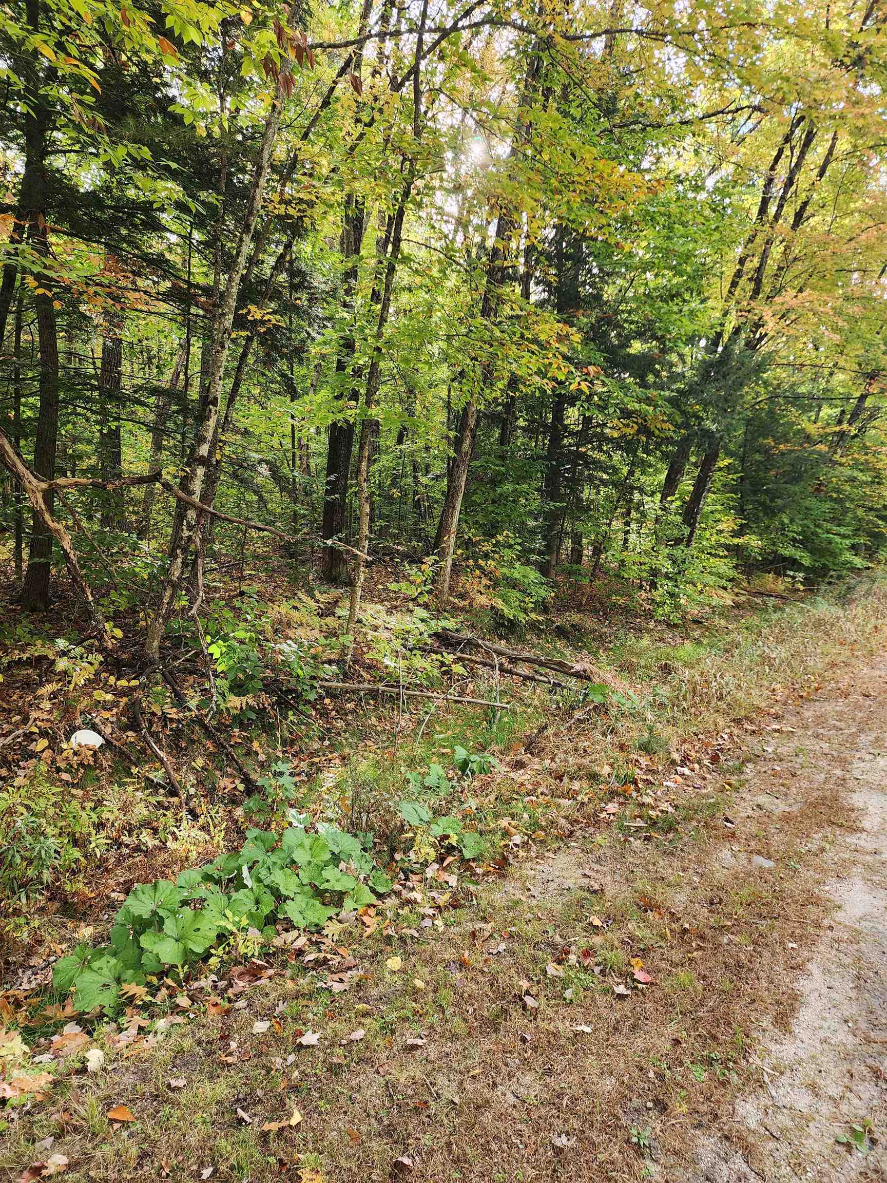 Wooded lot with dense trees and undergrowth beside a gravel road.