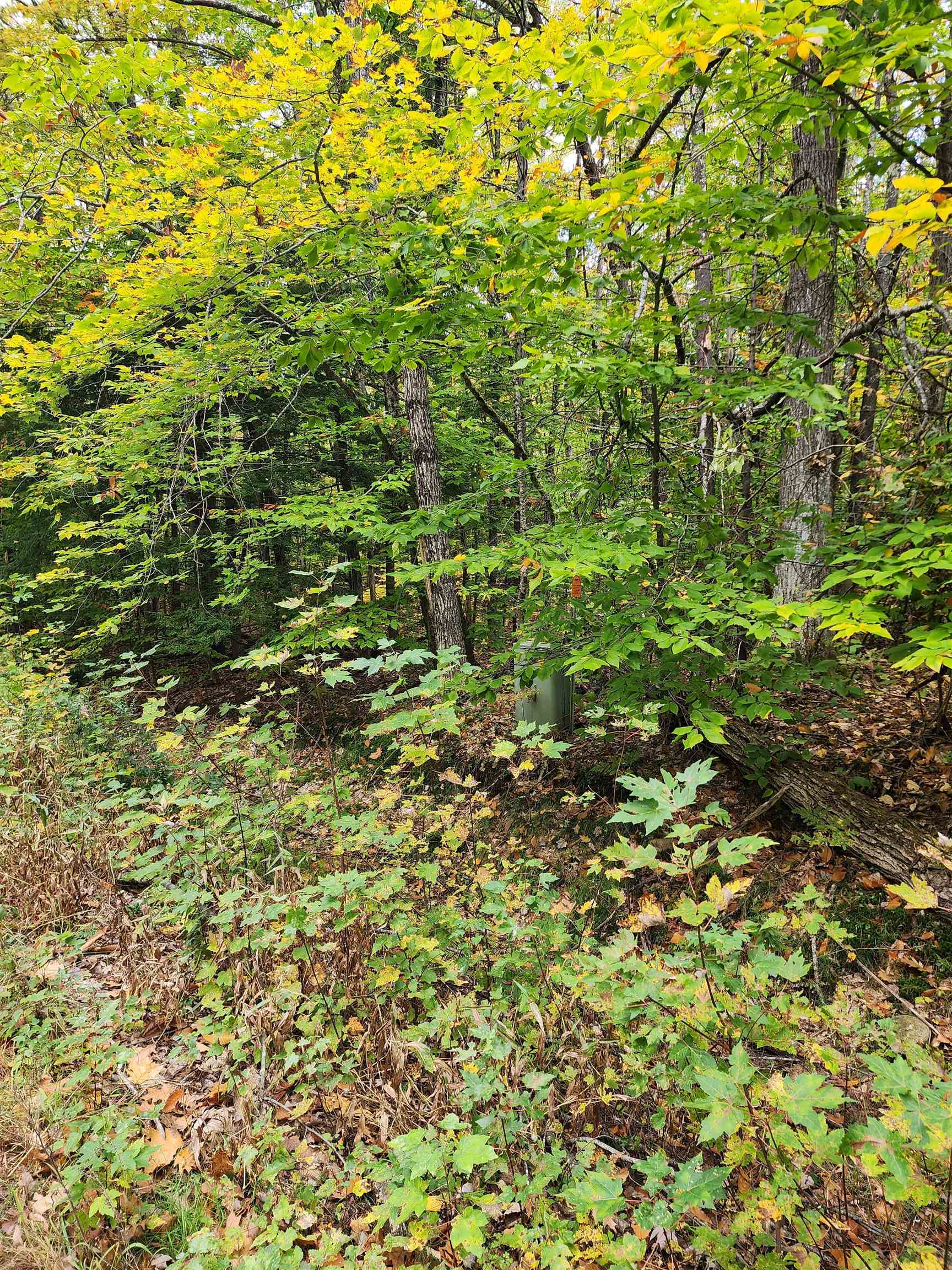 Wooded lot with dense leafy undergrowth and a green utility marker in autumn.