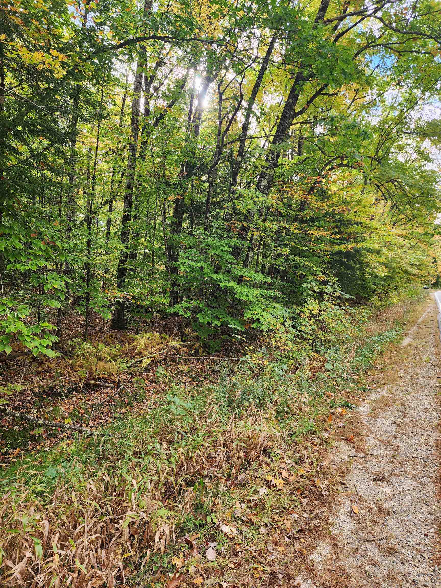 Wooded vacant lot with dense trees and undergrowth beside a gravel roadside.