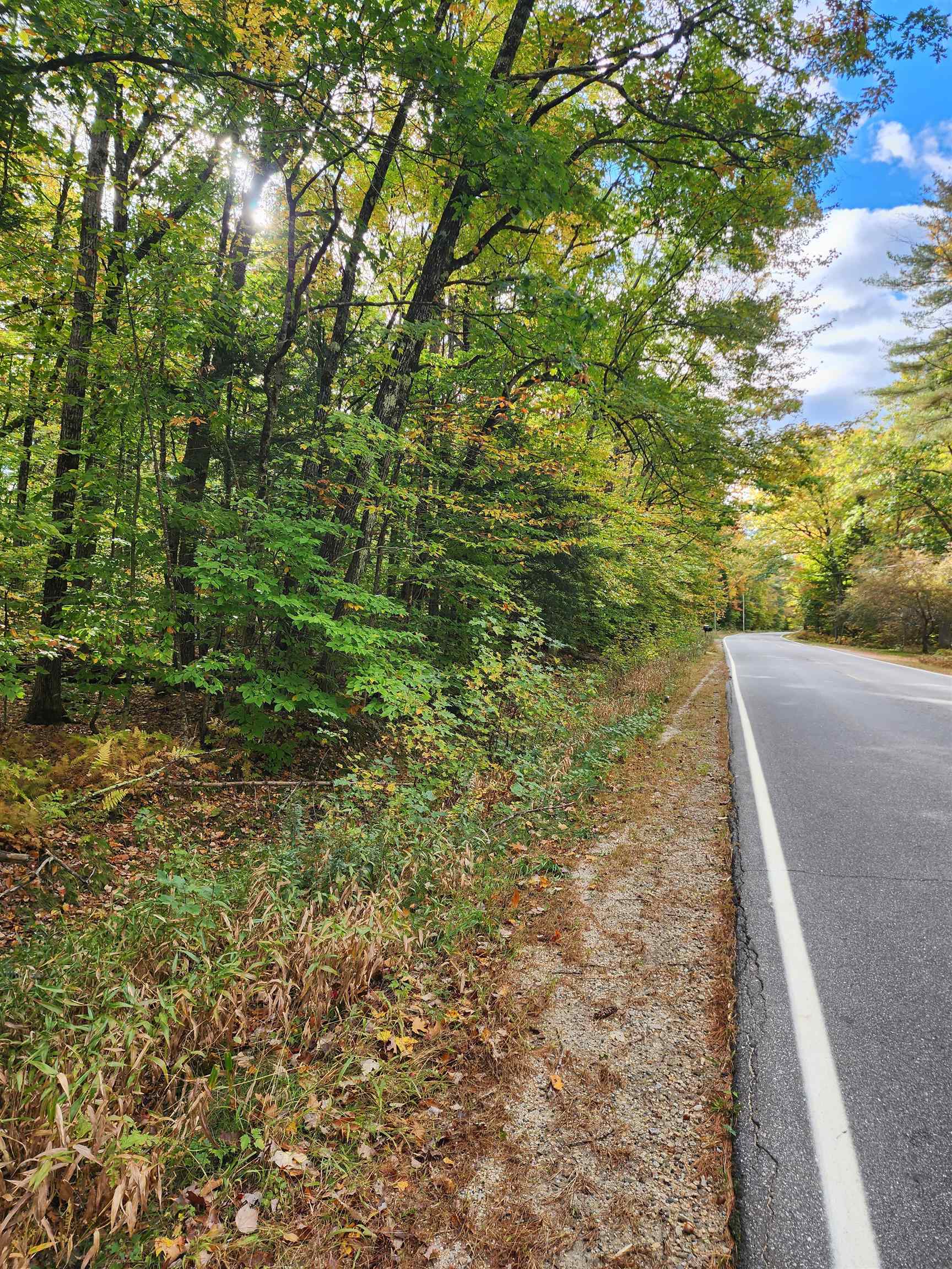 Wooded roadside lot with dense trees and undergrowth beside a paved road.