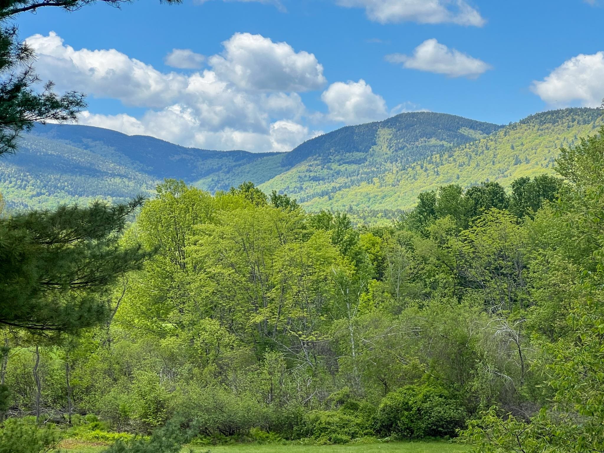 Forested mountain view beyond dense green trees, framed by pine branches under a cloud-dotted blue sky.