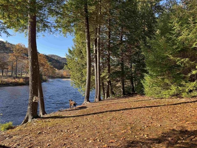 Wooded riverbank with a dog standing beside the water beneath autumn trees.