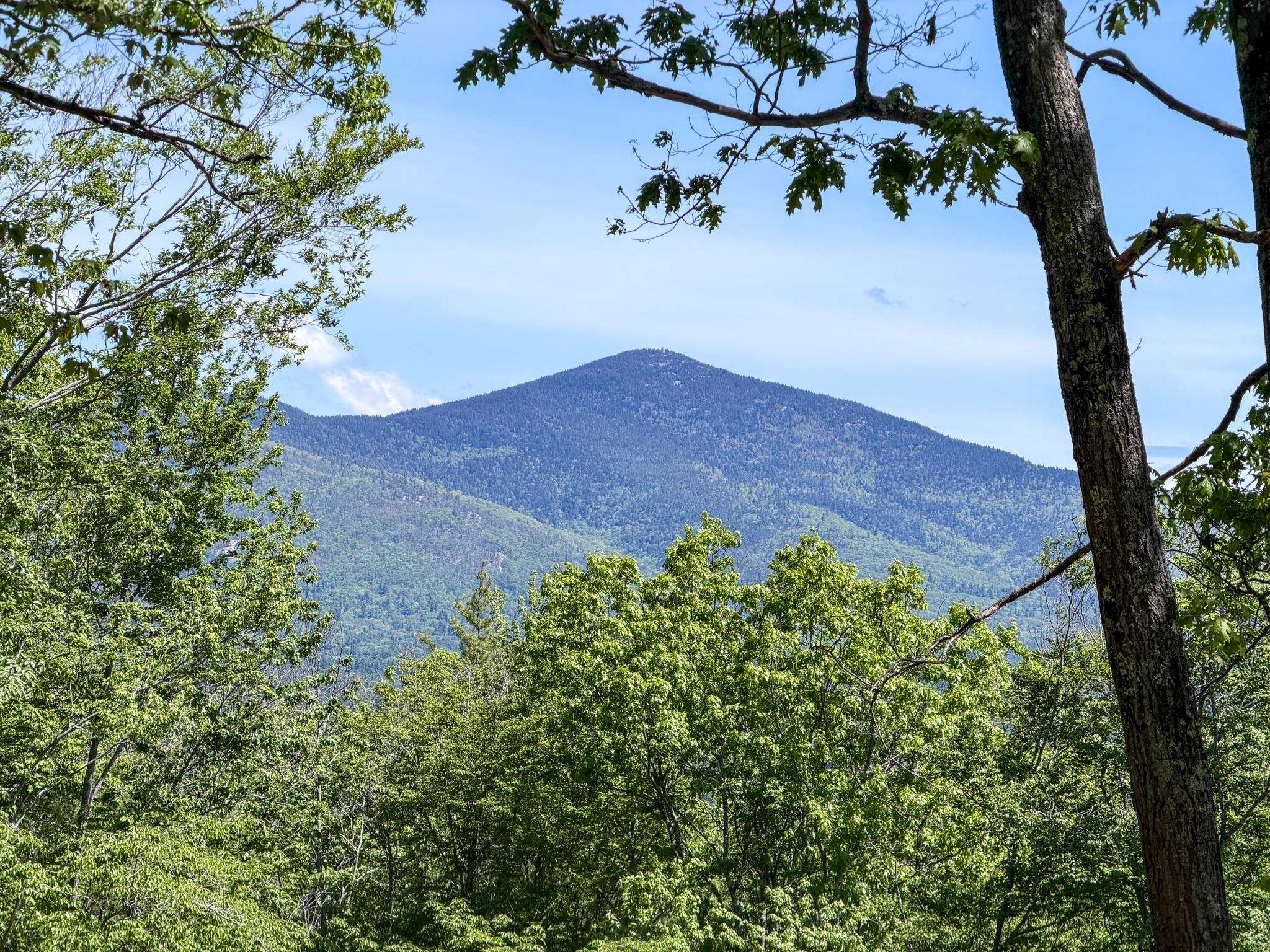 Forested mountain view framed by leafy trees and a large tree trunk.