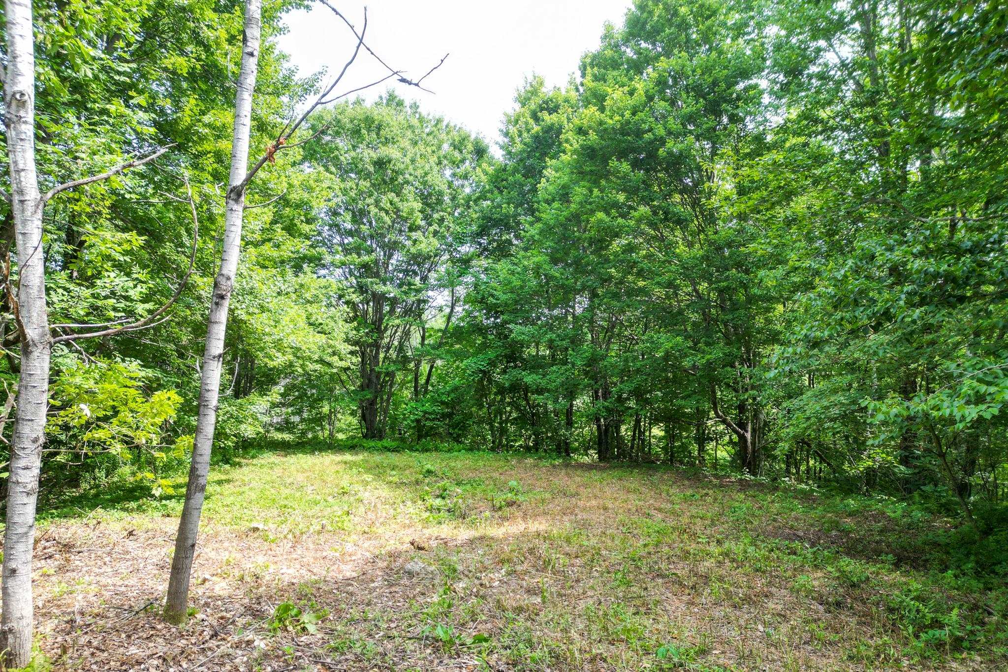 Wooded lot with a grassy clearing surrounded by dense green trees.