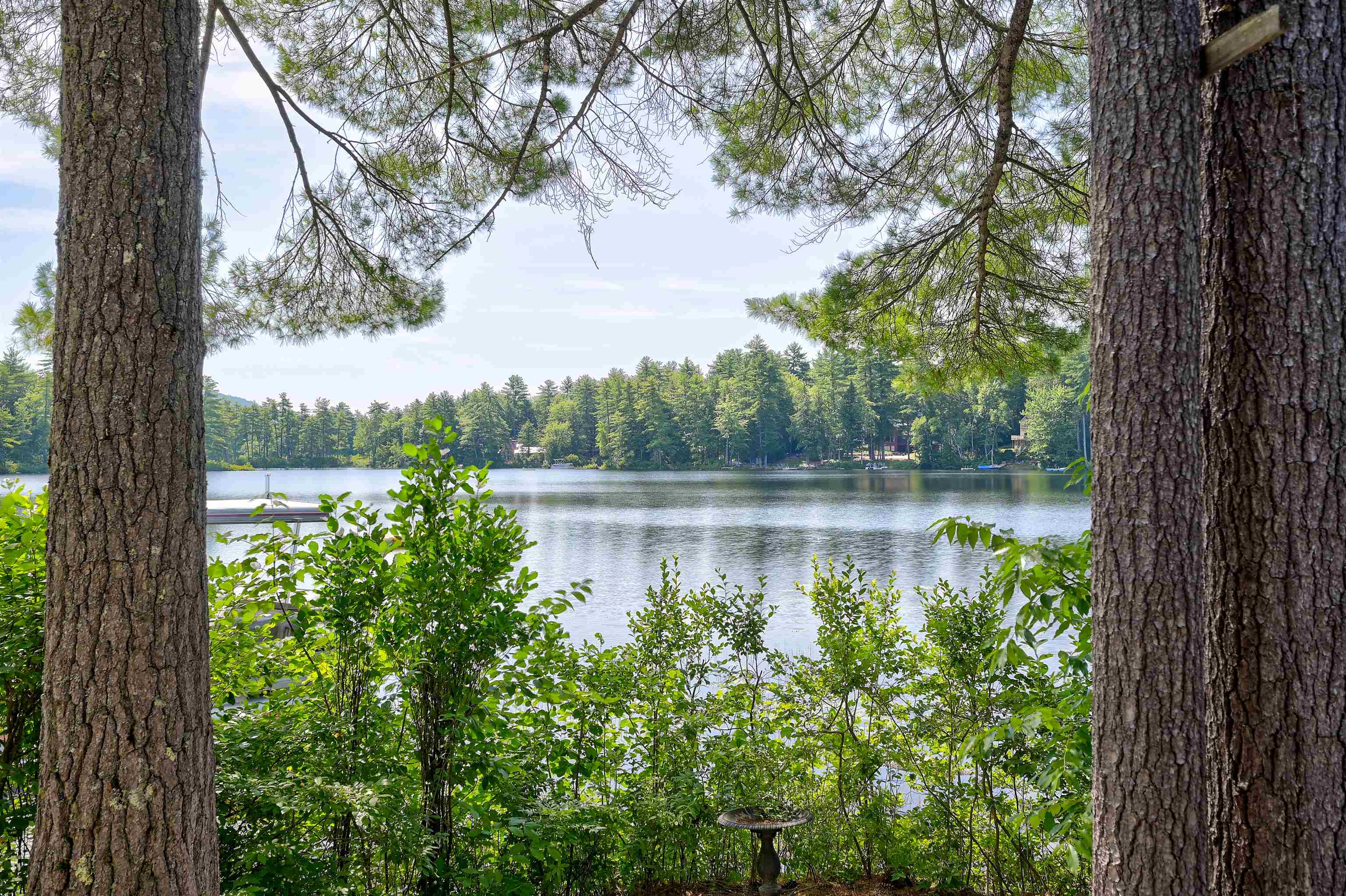 Lake view framed by pine trees, with a wooded shoreline and dock across the water.
