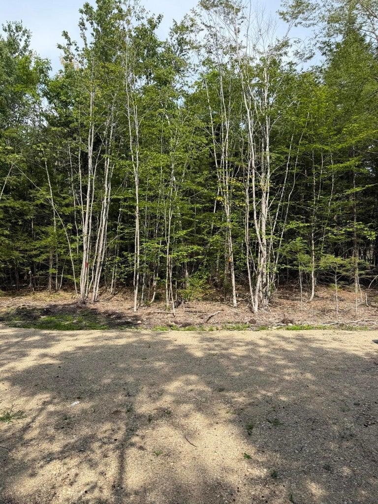 Wooded land beside a dirt road, with slender pale-barked trees at the forest edge.