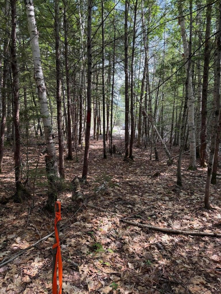 Wooded lot with orange survey markers and a clearing leading toward the road.