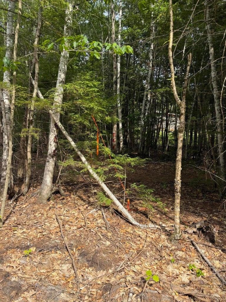 Wooded vacant lot with orange survey markers among the trees.