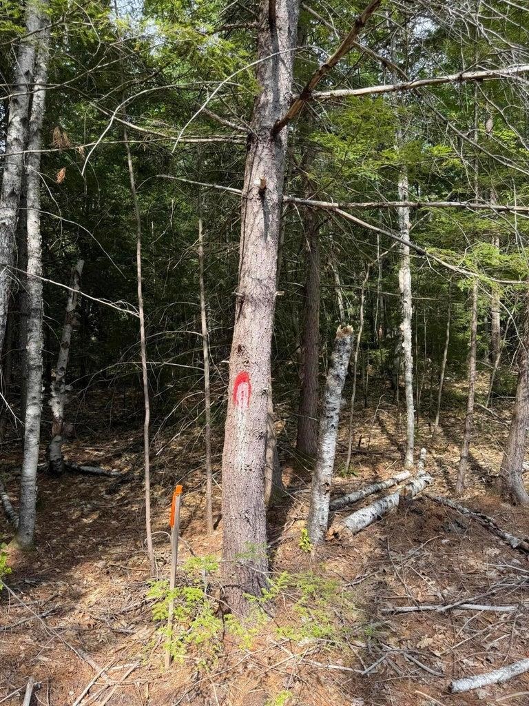 Wooded parcel marked by a red blaze on a tree and an orange stake.