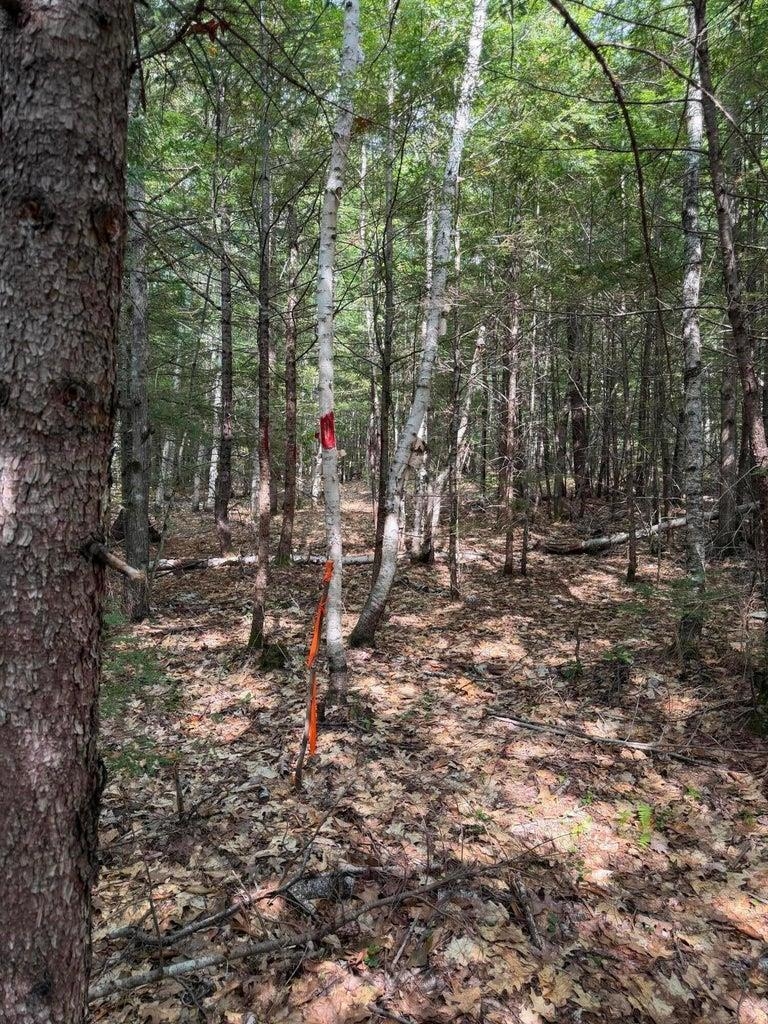 Wooded lot with leaf-covered ground and red and orange survey markers among the trees.