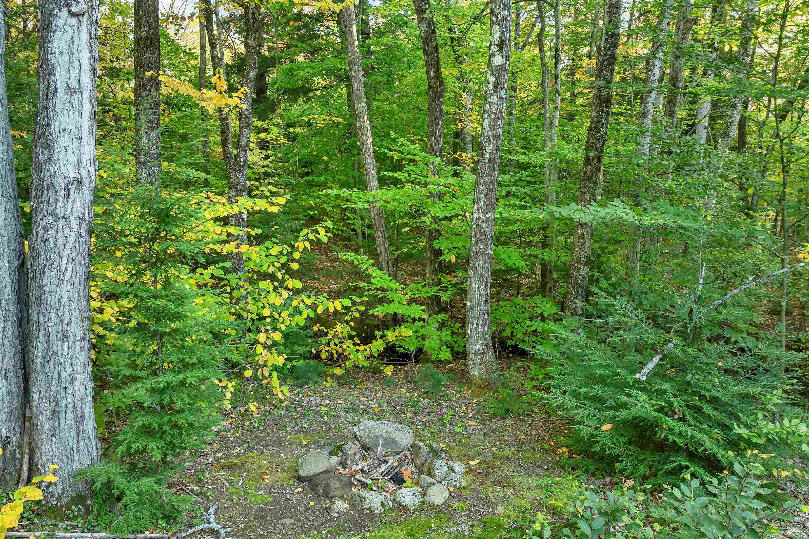Wooded yard with a stone fire pit among trees and autumn foliage.