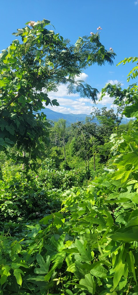 Lot 8 Kristis Place Place