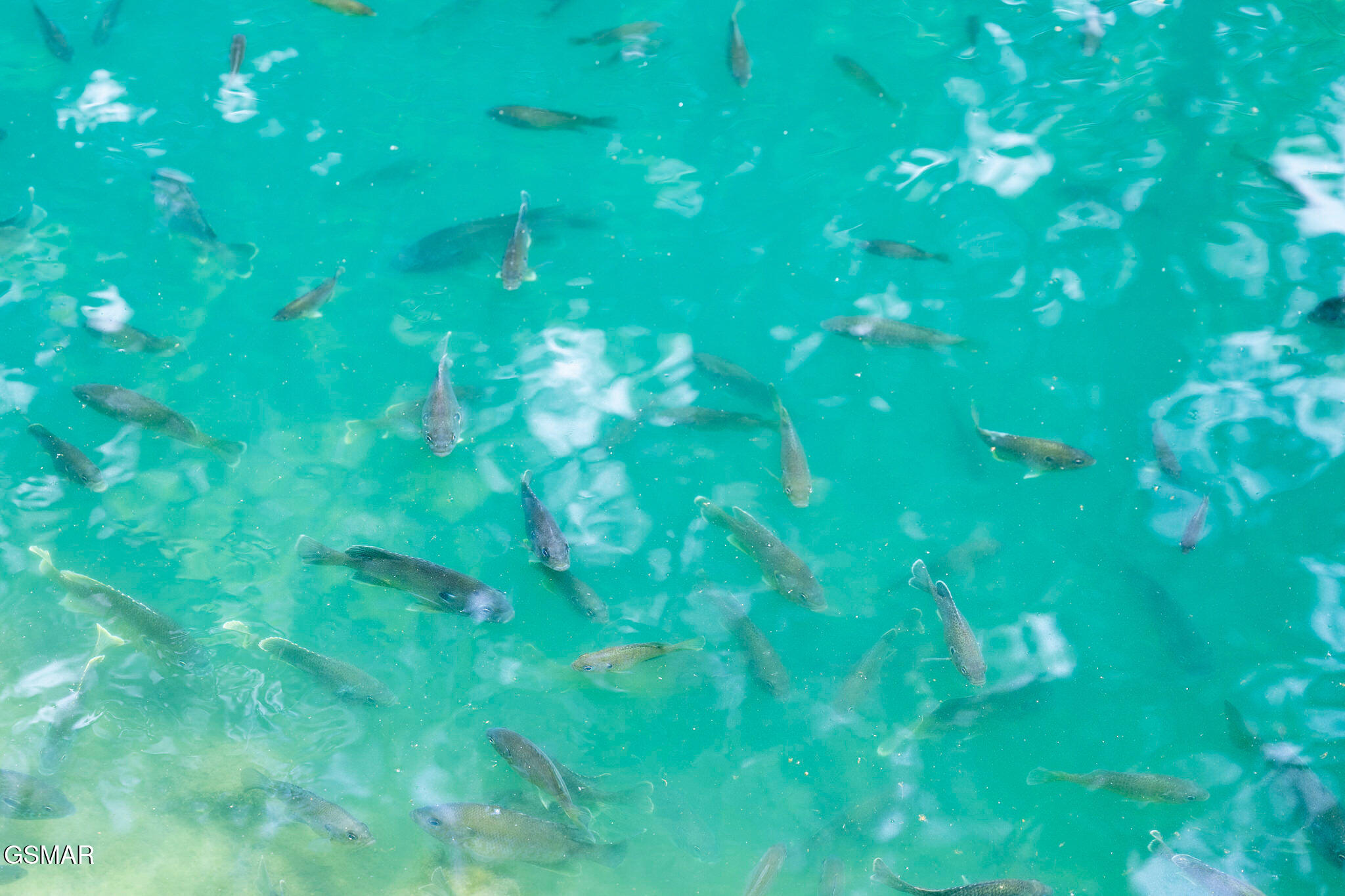 707 Poplar Falls Way