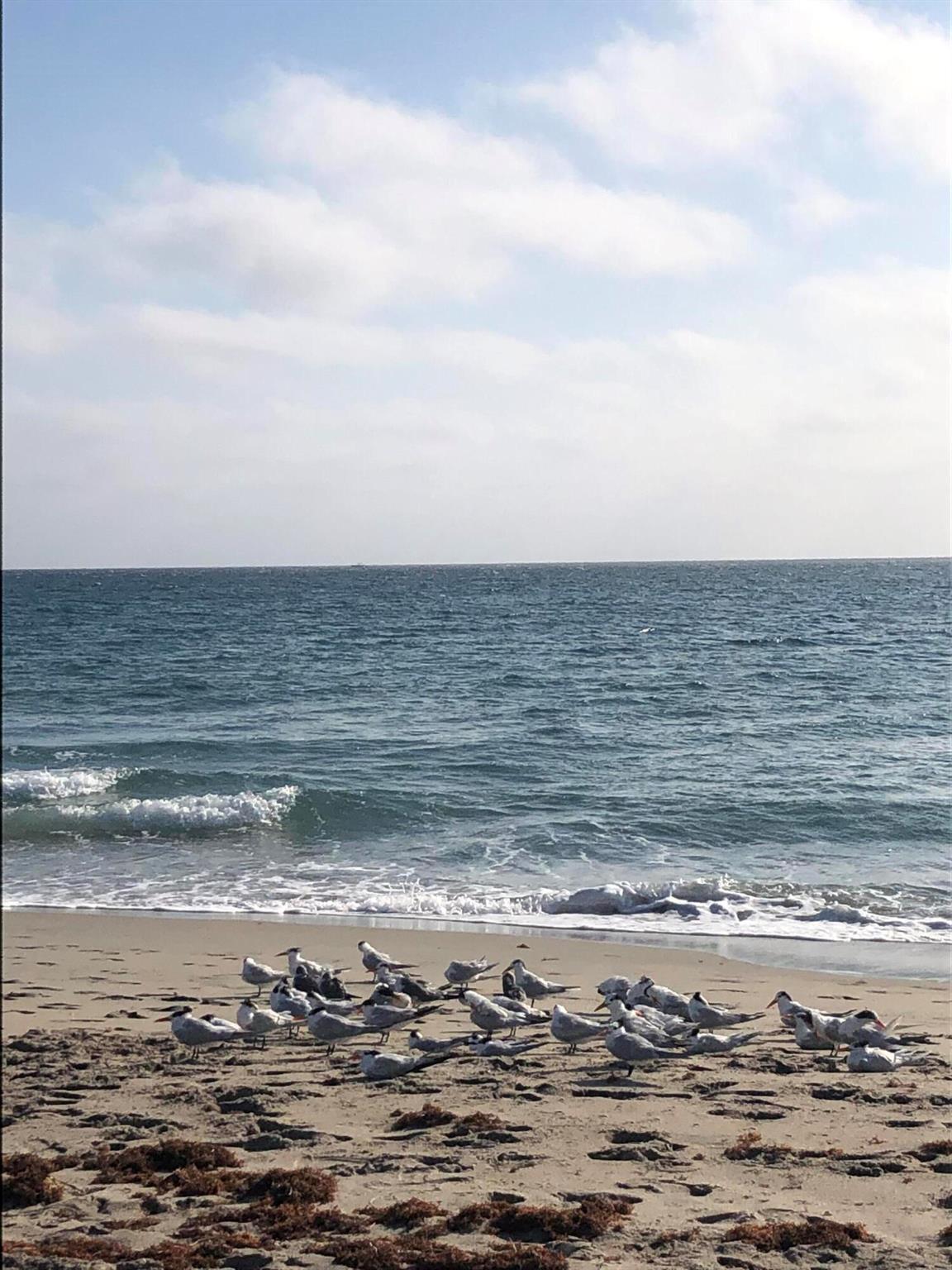 3450 S Ocean Blvd Boulevard 606