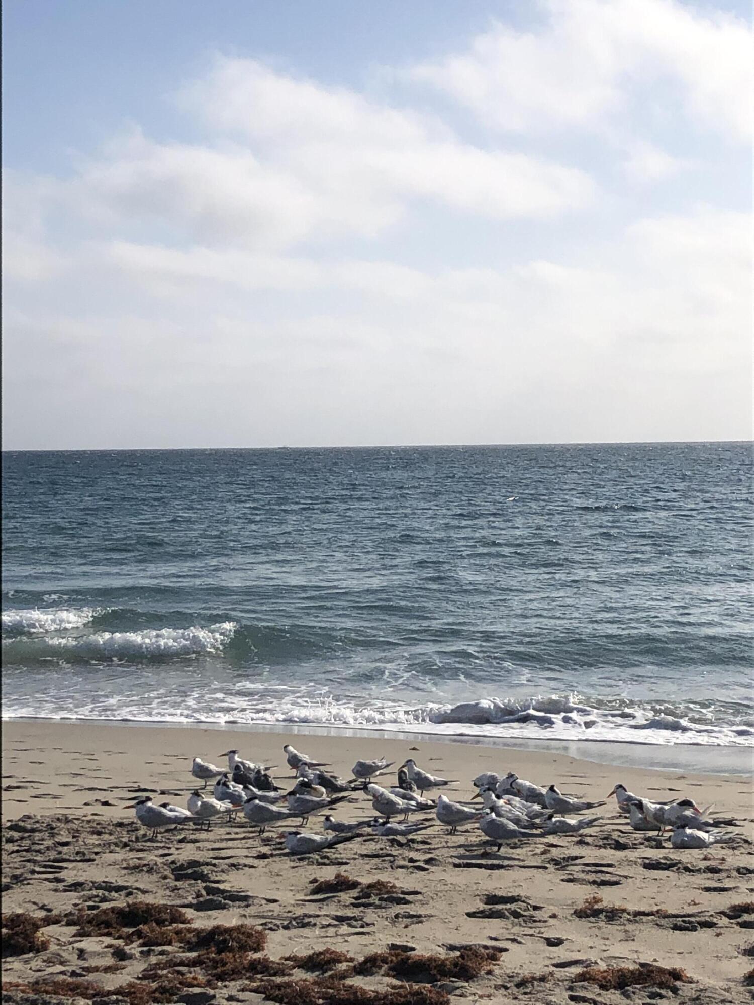 3450 S Ocean Blvd Boulevard 606