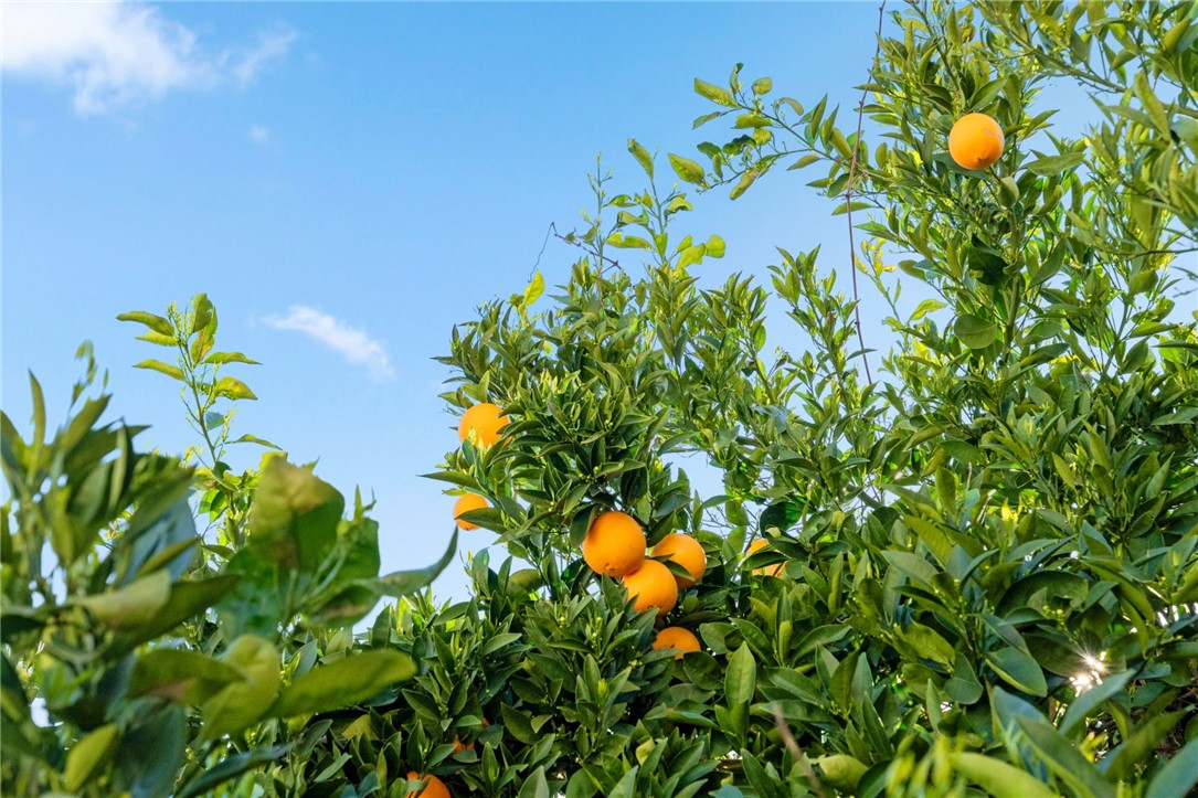 1284 Cypress Point Drive