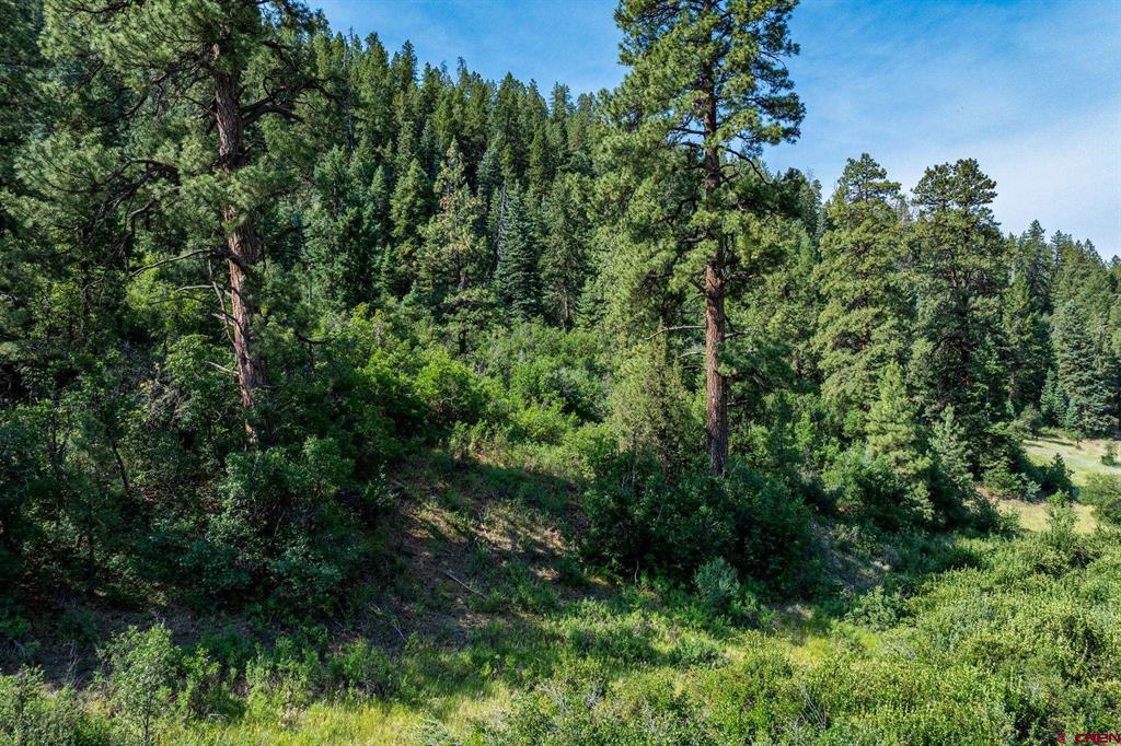 554 Pine Spring Drive