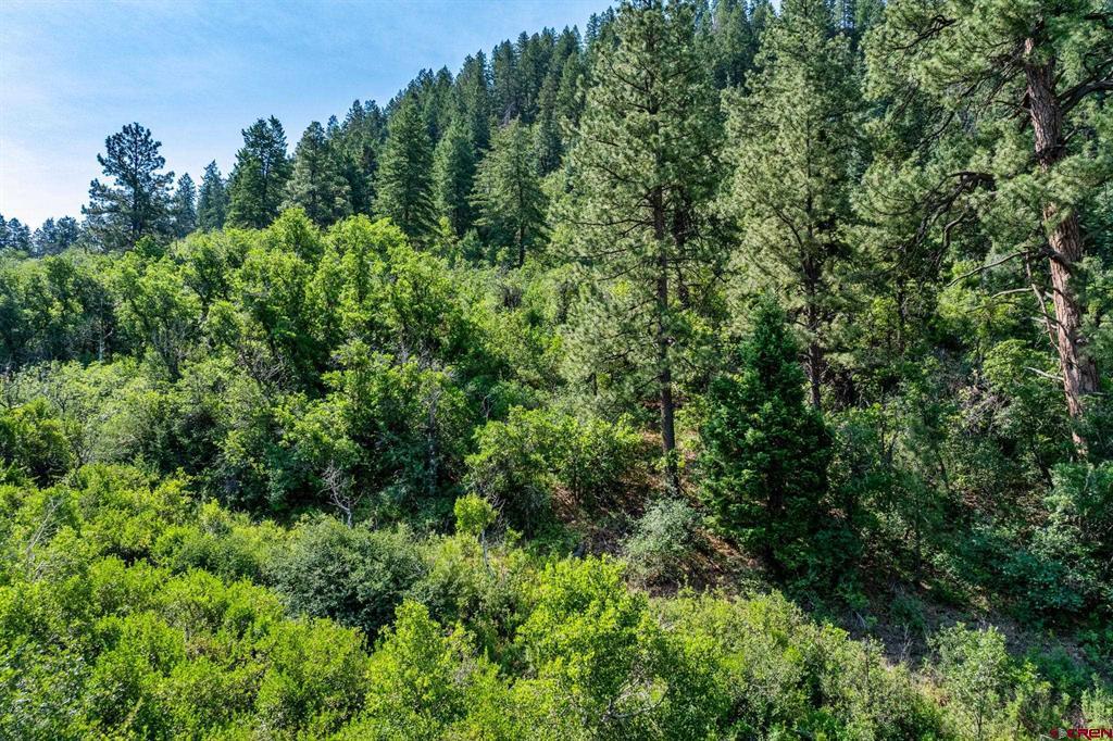 554 Pine Spring Drive