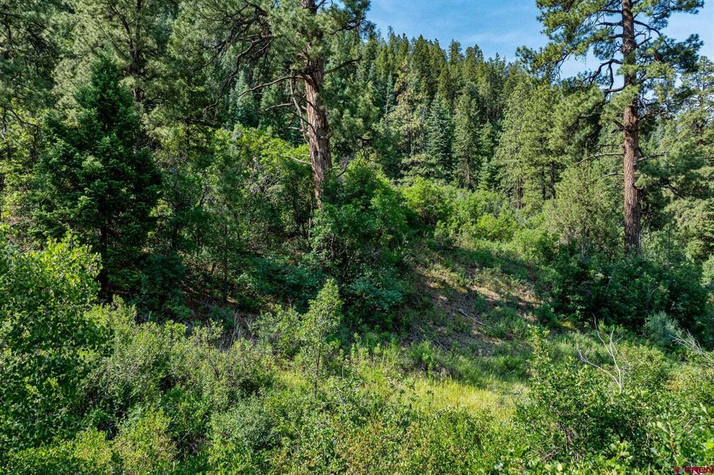 554 Pine Spring Drive