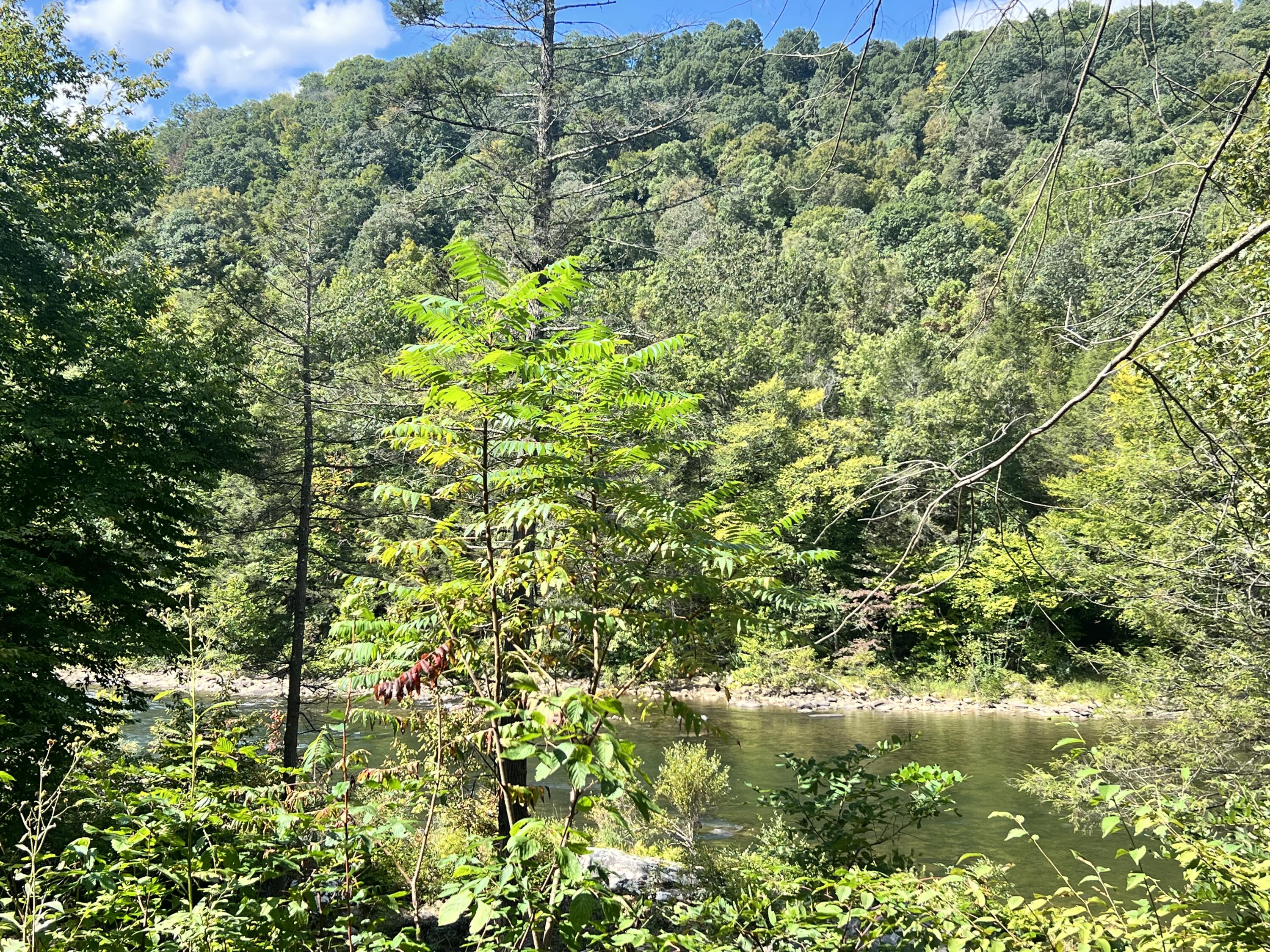 Marybill/ Curtain R/R