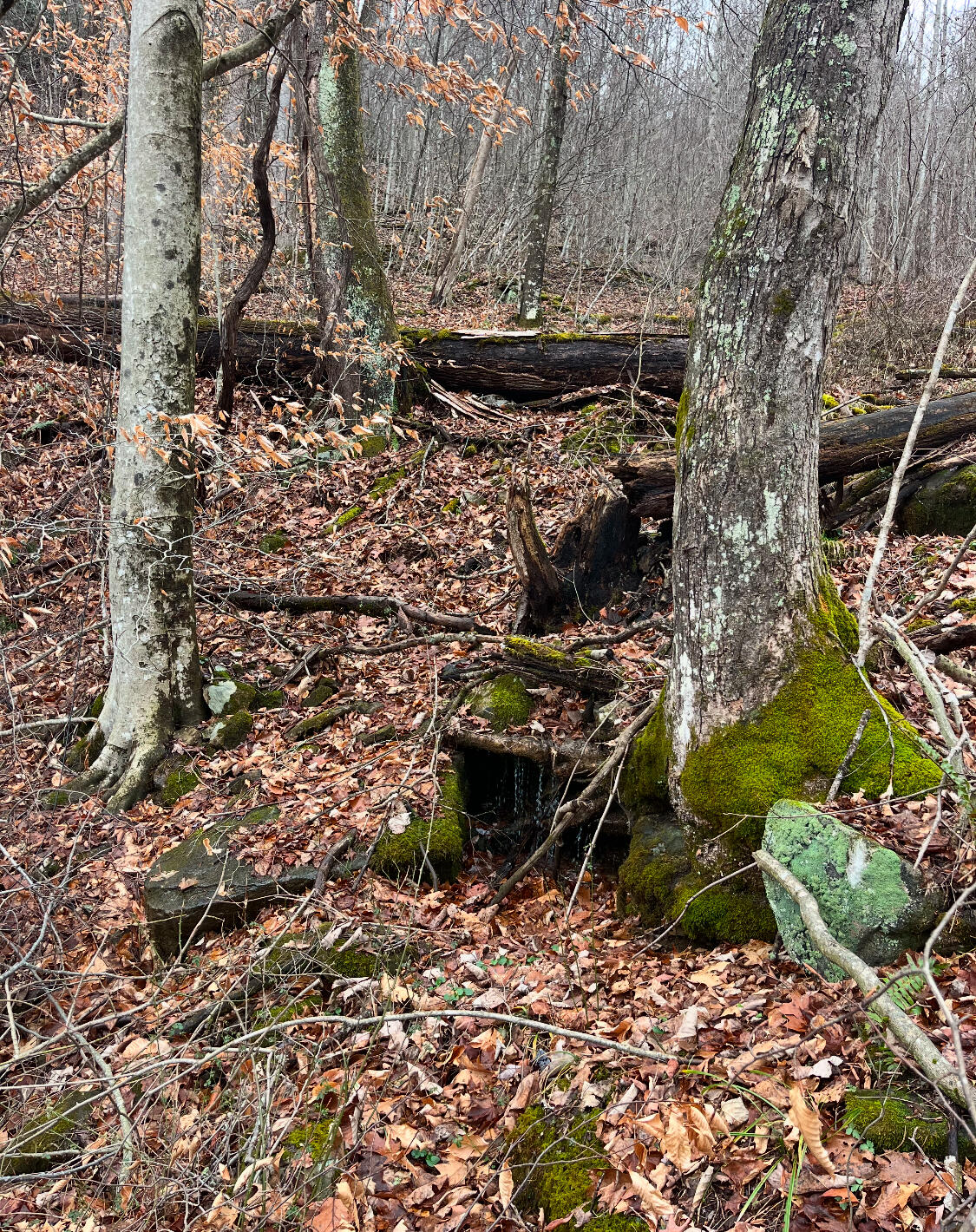 RT 39 RICHWOOD RD (LAFRANK)