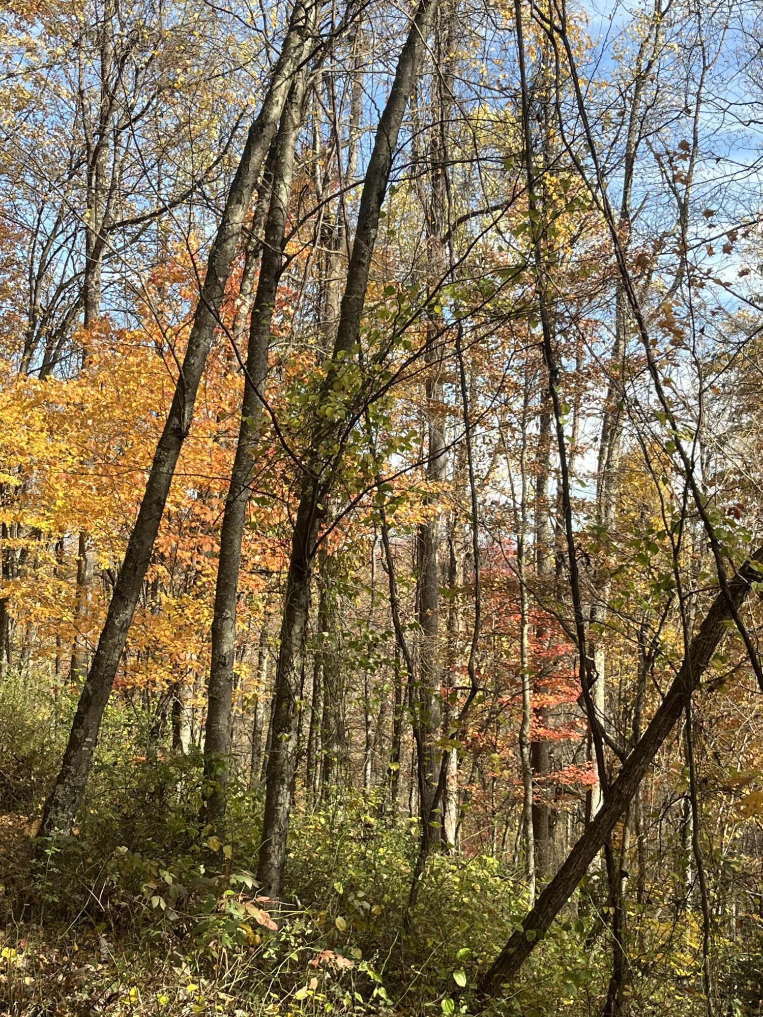 139 TIMBER VALLEY RD