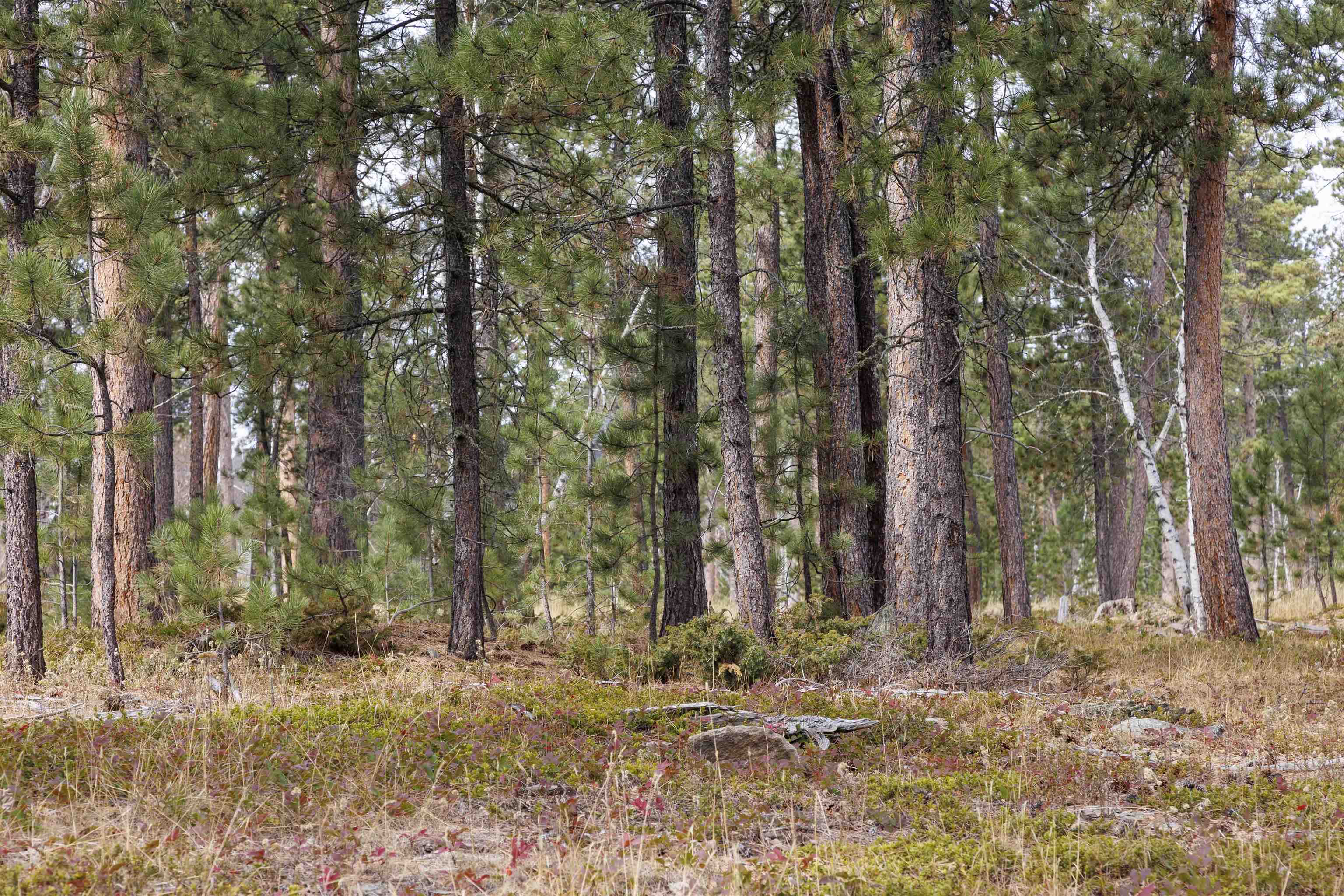 Lot 4 Blk 8 Autumn Lane